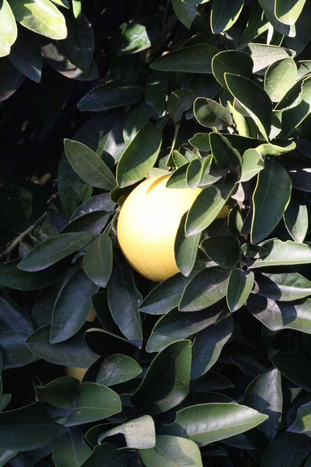              Fruit (Riverside, CA)       